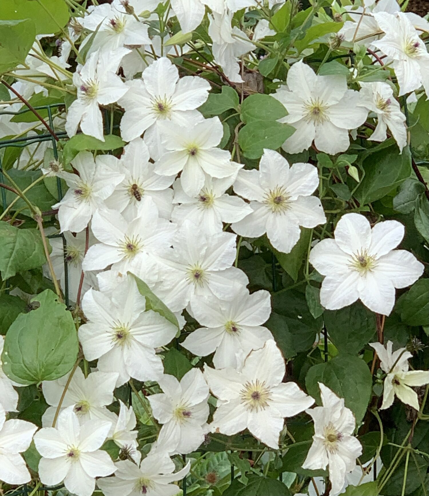 Clematis 1