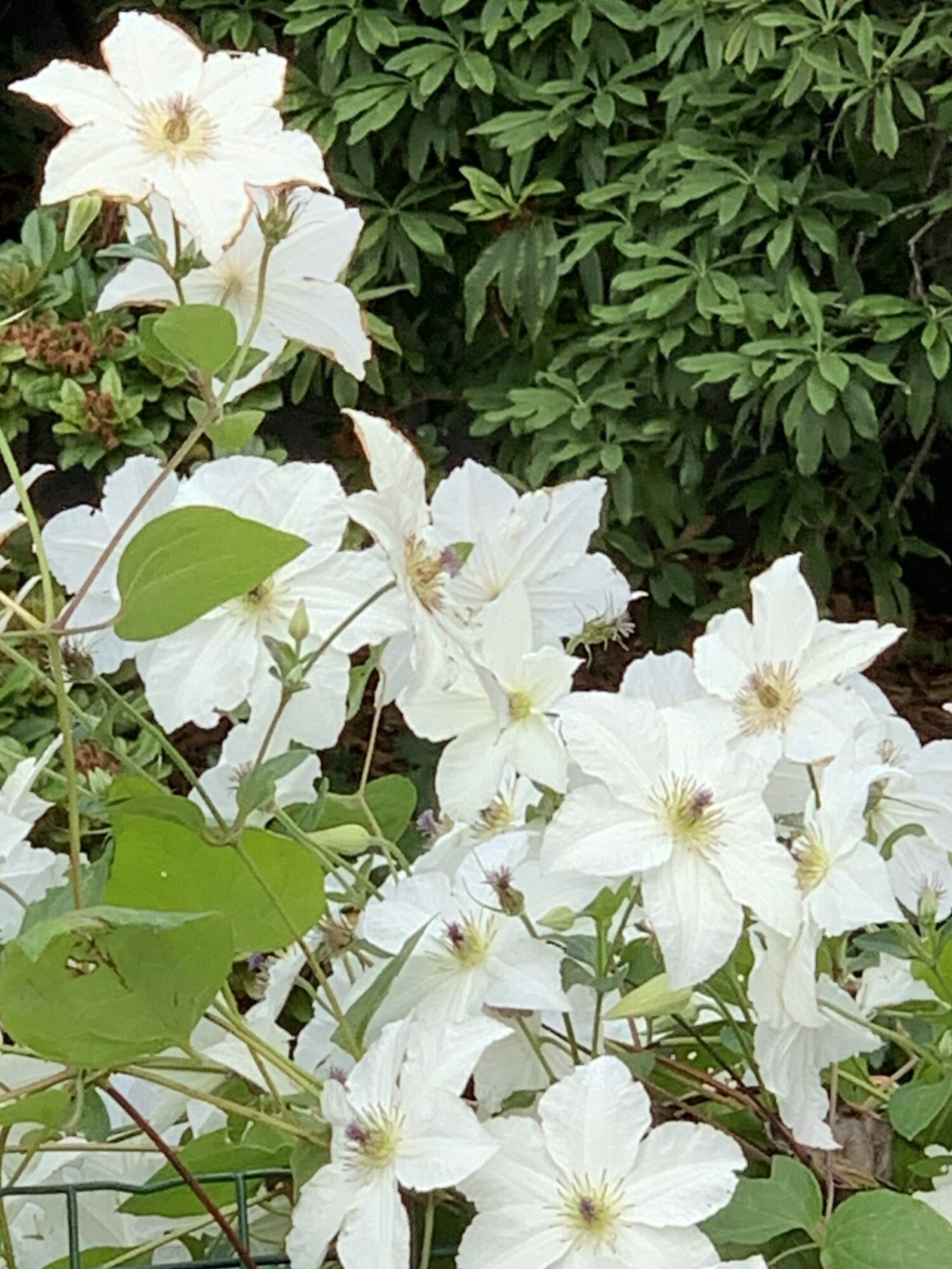 Clematis 2